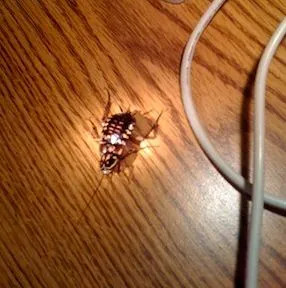 5 Ways to Keep Pests Out of Your Work Environment
