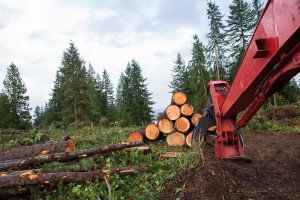 Trees chopped and stacked