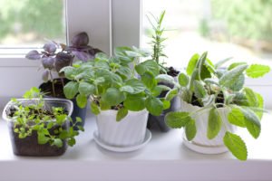 herbs on window