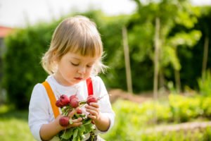 Harvest - picking up radishes