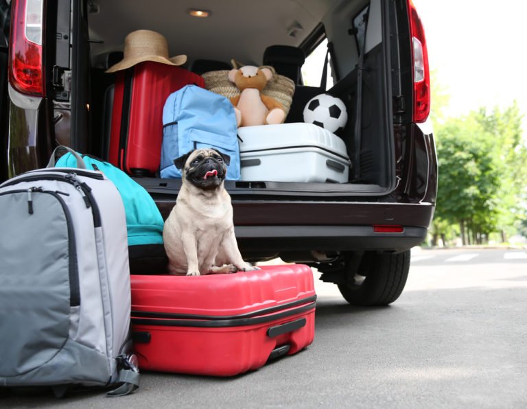 Pug dog by car