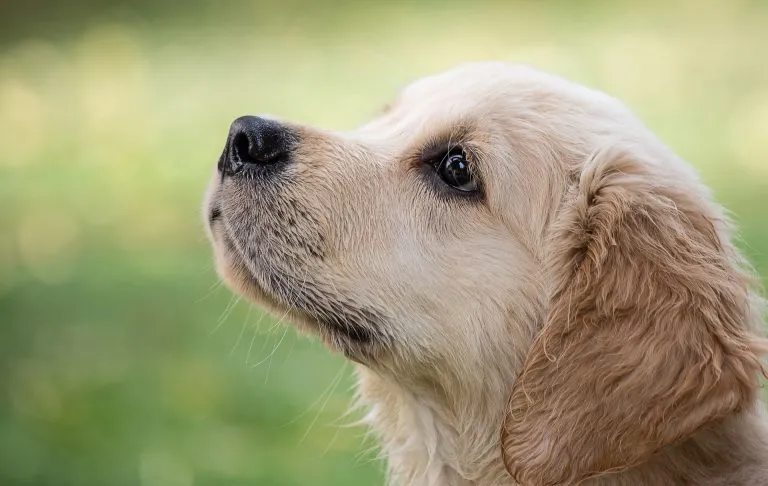 Pet-Owners Prepared to Make Big Sacrifices for Pet-Friendly Workplaces